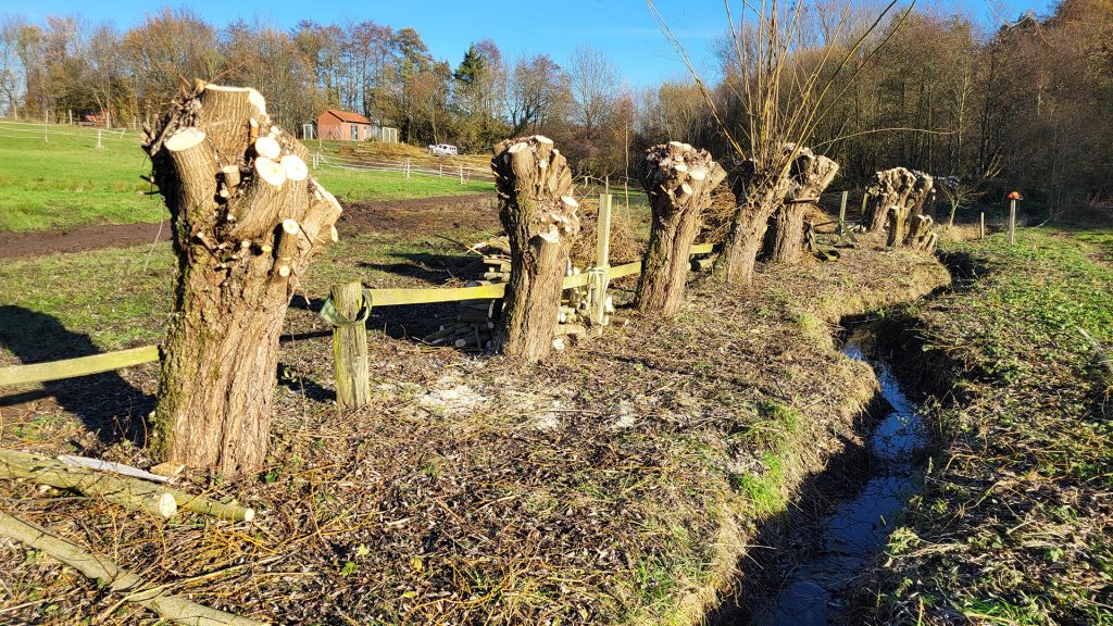 Kopfweidenschnitt für die Artenvielfalt