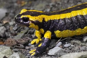 Feuersalamander © Georg Eichhorn