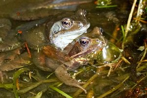 Grasfrosch © Georg Eichhorn