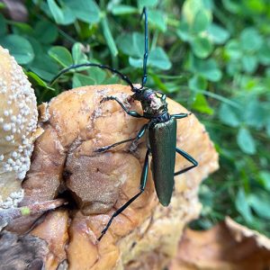 Moschusbock © Georg Eichhorn
