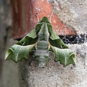 Nachtkerzenschwärmer © Markus Pischel