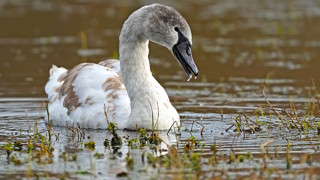 Geflügelpest im Kreis Herford