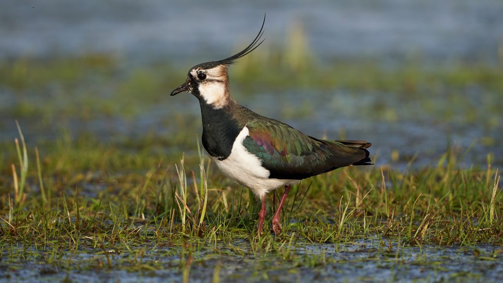 Kiebitz-Schutz mit Elektrozaun